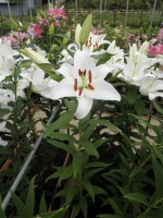 [1843 WhiteWine No02.JPG]